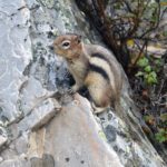 animal welfare policy